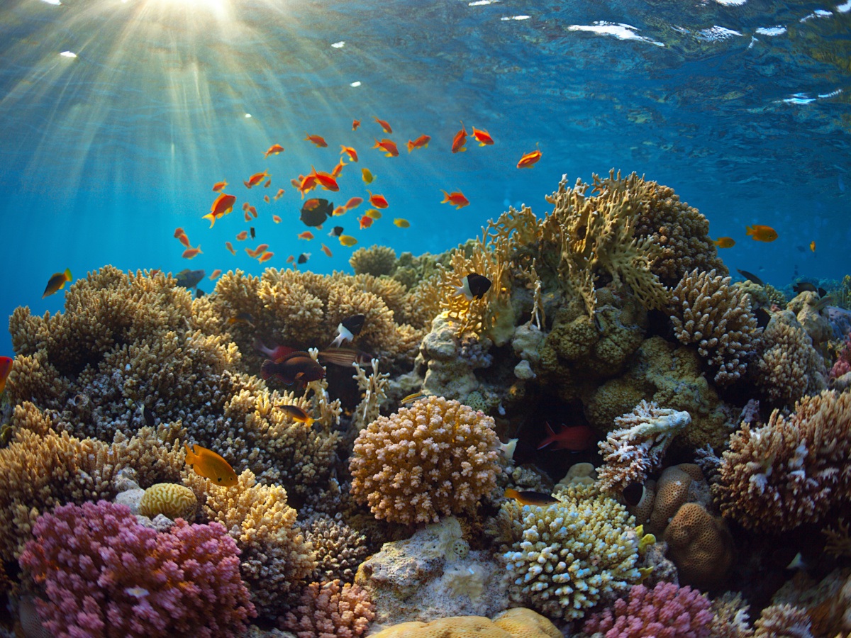 A picture of a bright coral reef underwater with the sun shining through and colourful schools of fish swimming around.