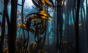 Perjuangan untuk melestarikan hutan bawah laut Australia