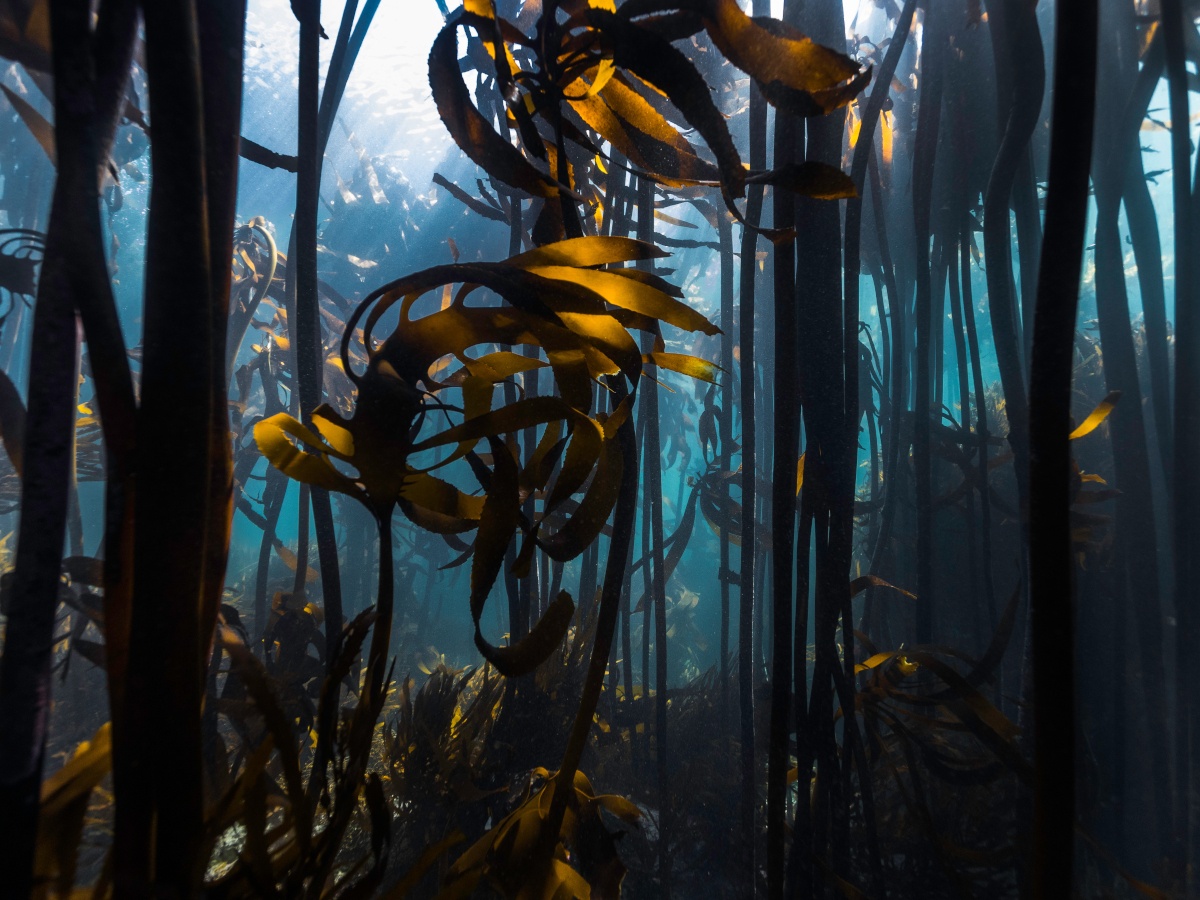 An underwater