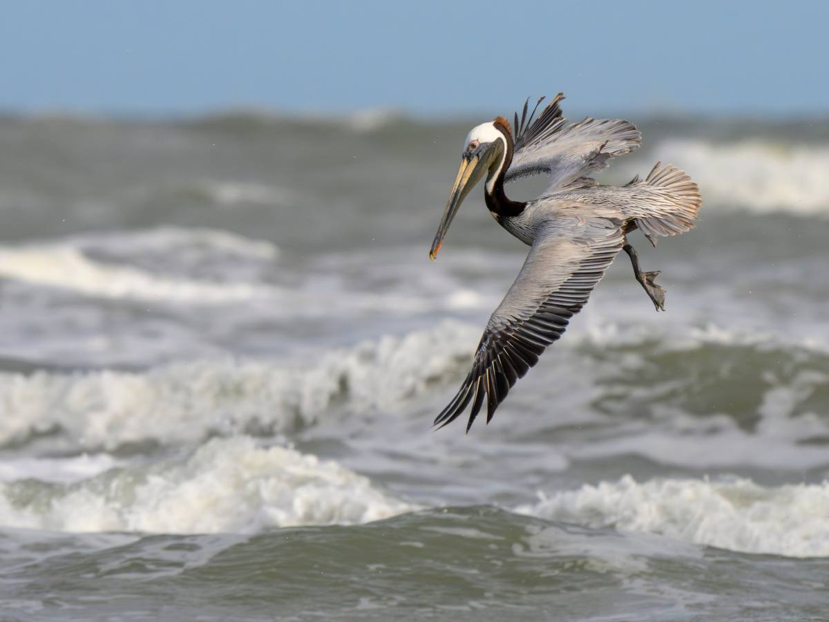 A pelican flying over a large body of grey choppy water.