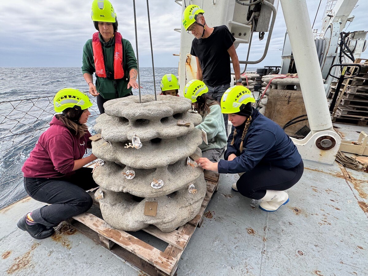 A group of people in safety helmets attaching items to a 3D printed coral reef.